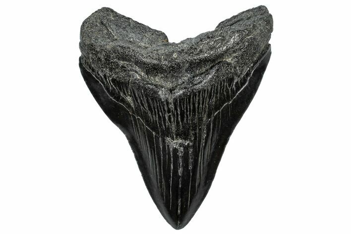 Fossil Megalodon Tooth - South Carolina #297472